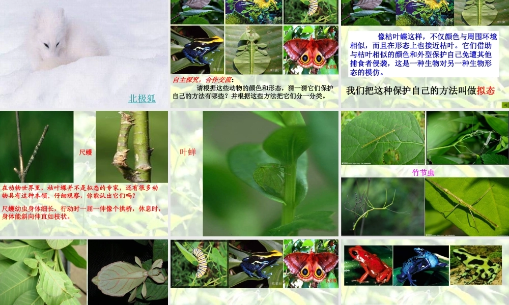 青岛小学科学四下《16 变色龙》PPT课件 (6).ppt