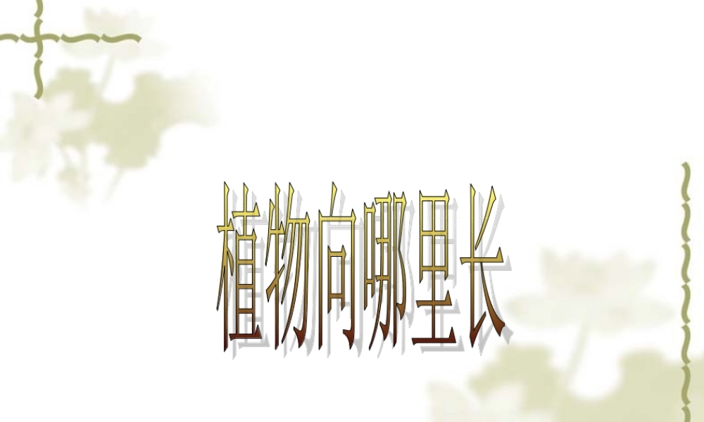 青岛小学科学四下《17 植物向哪里长》PPT课件 (1).ppt