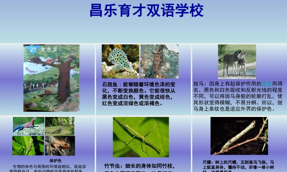 青岛小学科学四下《16 变色龙》PPT课件 (9).ppt