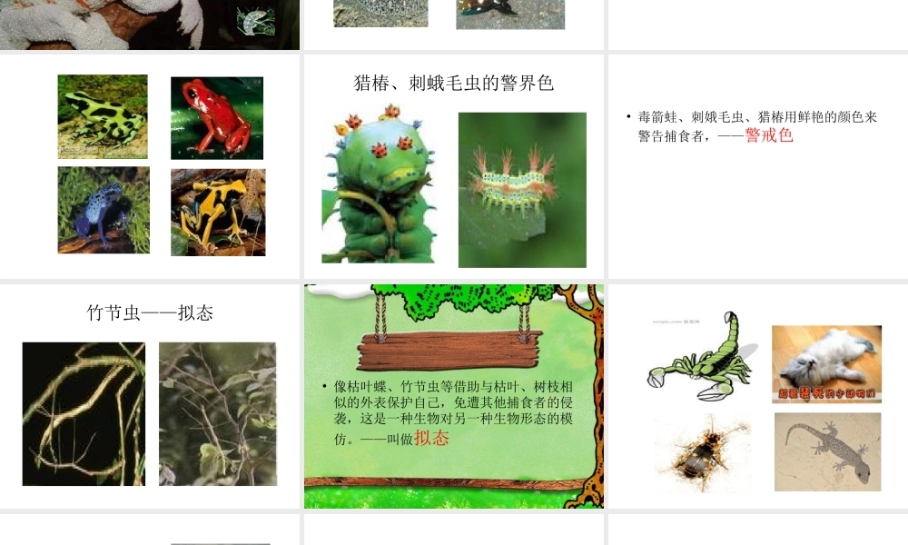 青岛小学科学四下《16 变色龙》PPT课件 (8).ppt