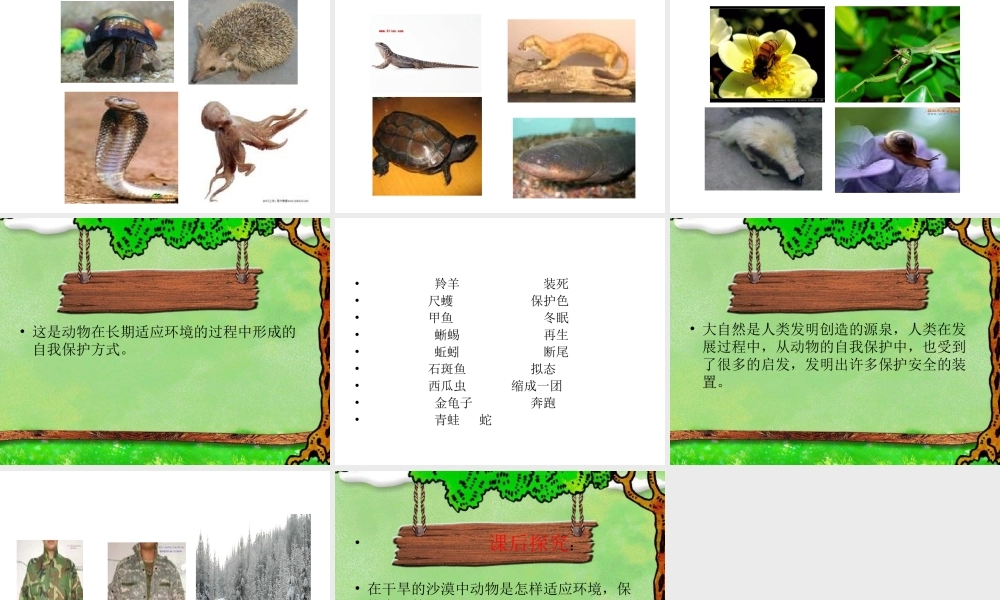 青岛小学科学四下《16 变色龙》PPT课件 (8).ppt