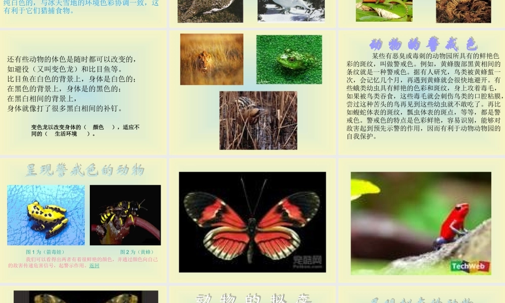 青岛小学科学四下《16 变色龙》PPT课件 (7).ppt