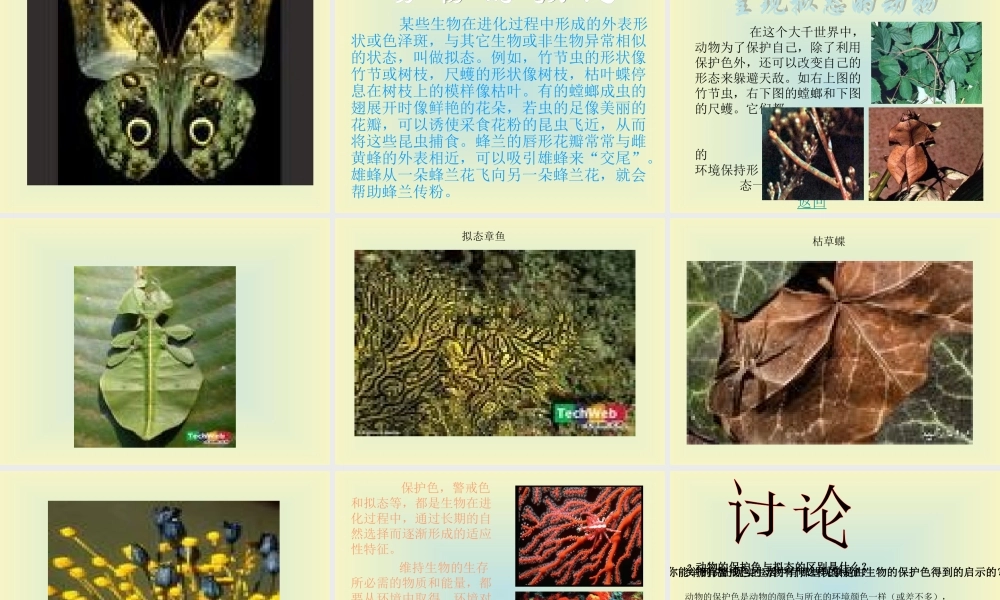 青岛小学科学四下《16 变色龙》PPT课件 (7).ppt