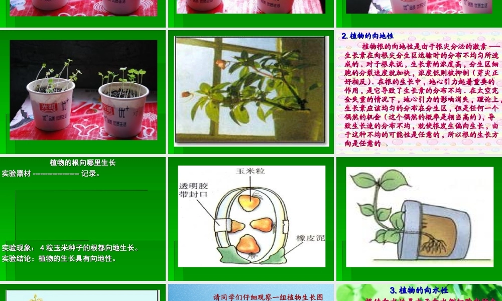 青岛小学科学四下《17 植物向哪里长》PPT课件 (2).ppt
