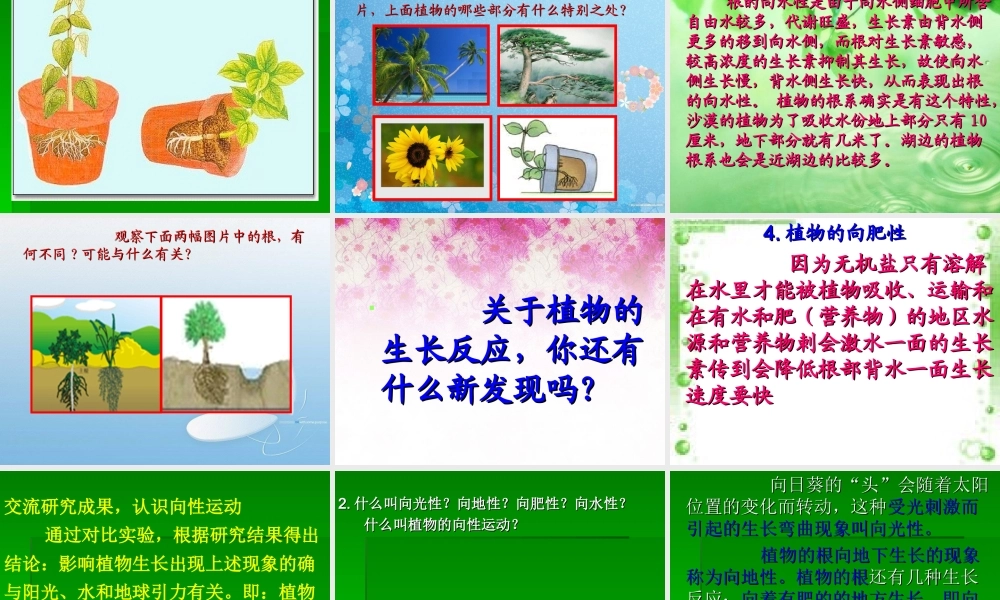 青岛小学科学四下《17 植物向哪里长》PPT课件 (2).ppt