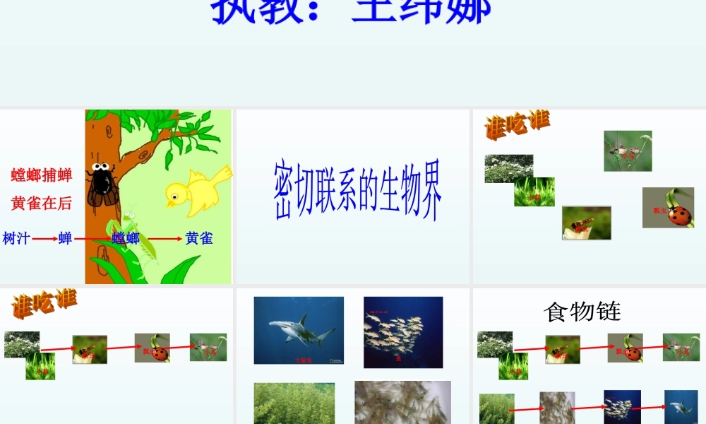 青岛小学科学四下《19 密切联系的生物界》PPT课件 (15).ppt