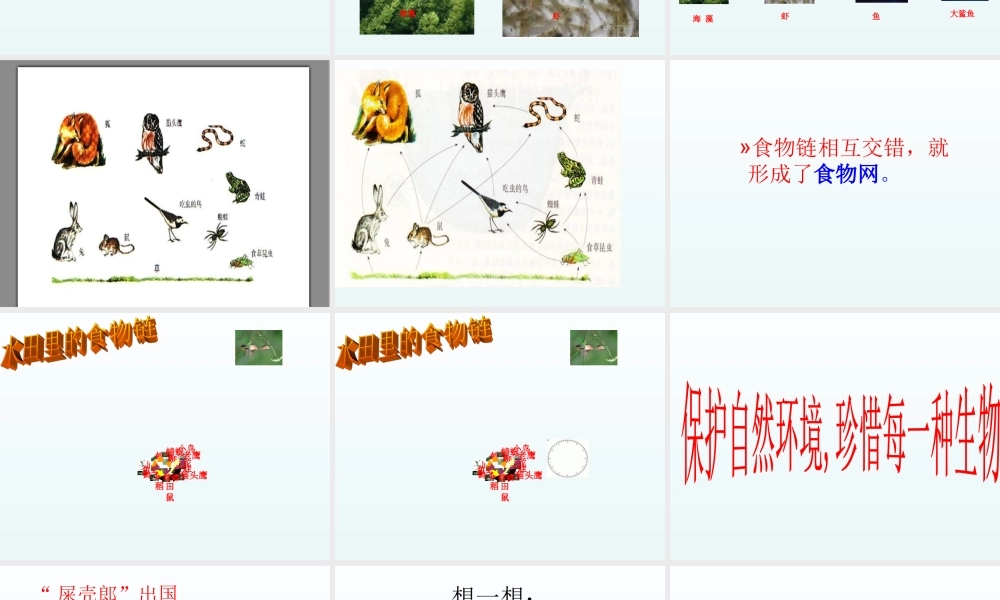 青岛小学科学四下《19 密切联系的生物界》PPT课件 (15).ppt