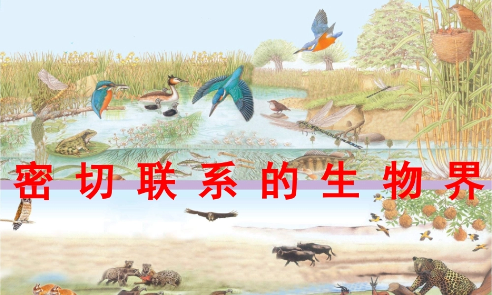 青岛小学科学四下《19 密切联系的生物界》PPT课件 (11).ppt