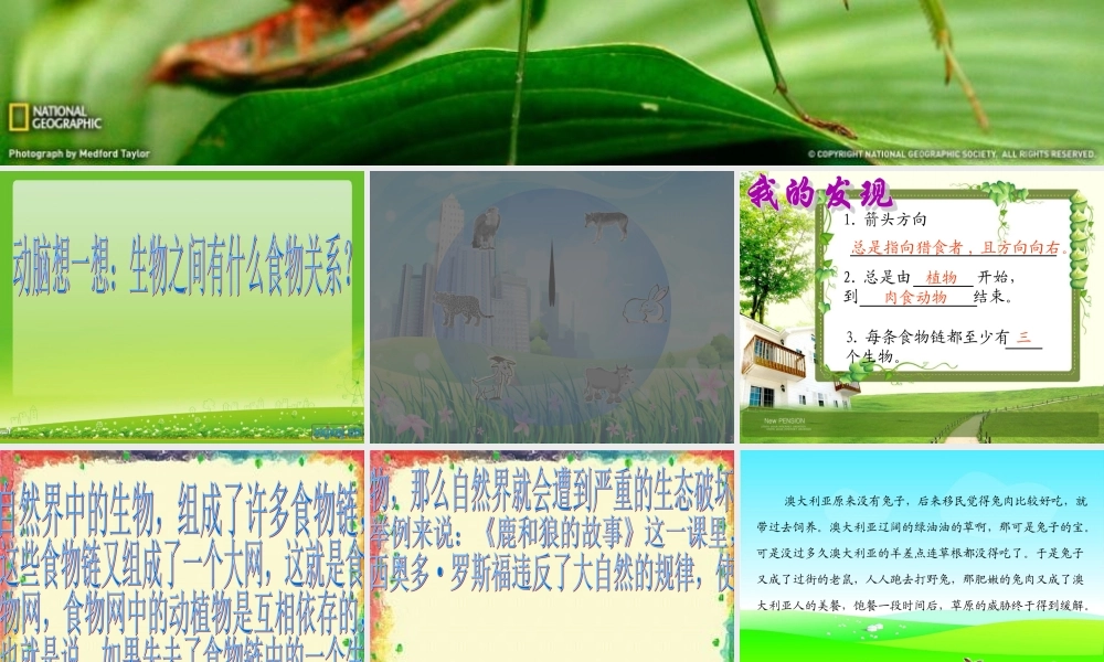 青岛小学科学四下《19 密切联系的生物界》PPT课件 (3).ppt