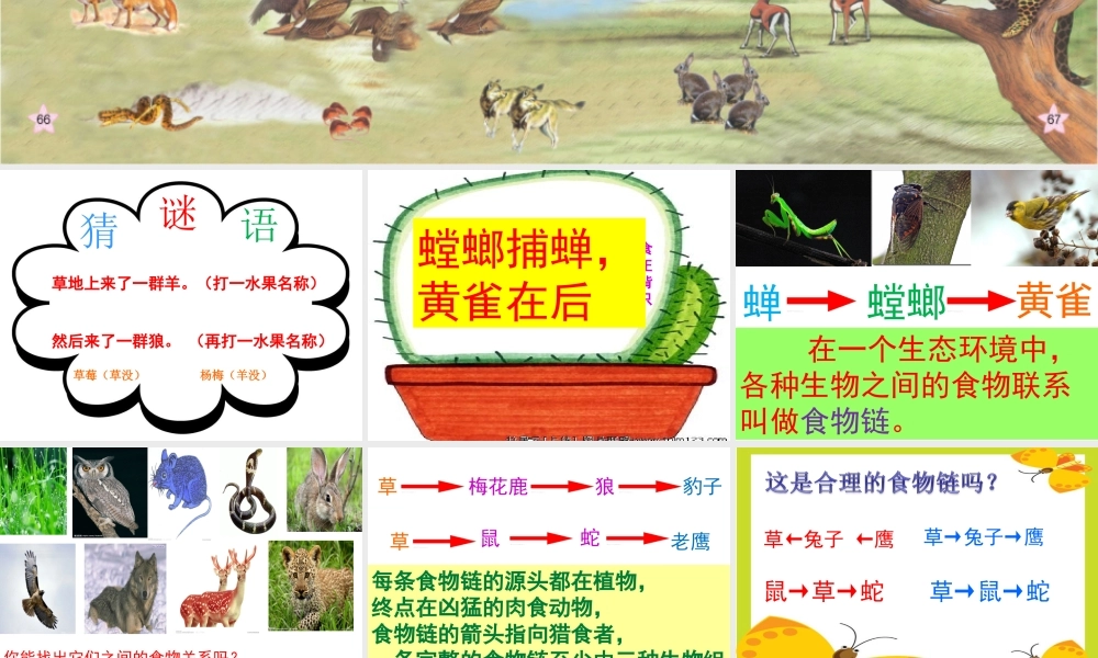 青岛小学科学四下《19 密切联系的生物界》PPT课件 (13).ppt