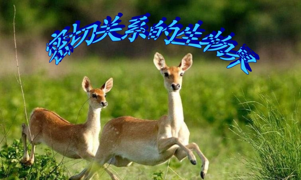 青岛小学科学四下《19 密切联系的生物界》PPT课件 (16).ppt