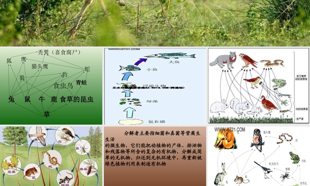 青岛小学科学四下《19 密切联系的生物界》PPT课件 (16).ppt