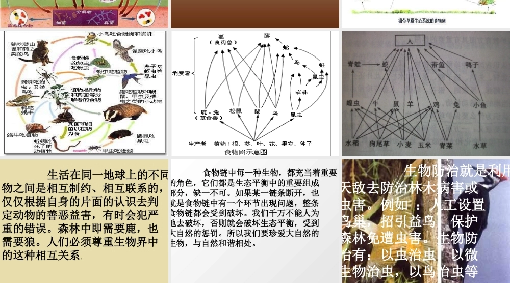 青岛小学科学四下《19 密切联系的生物界》PPT课件 (16).ppt