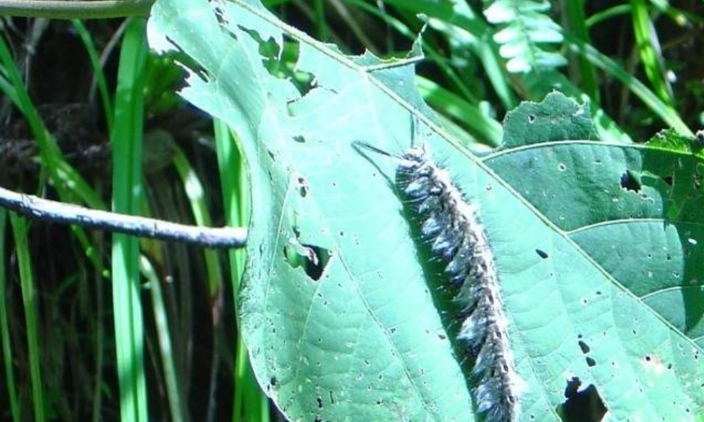 青岛小学科学四下《19 密切联系的生物界》PPT课件 (17).ppt