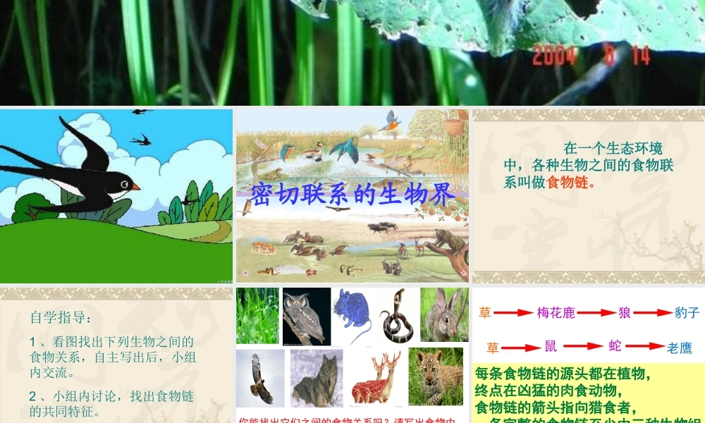 青岛小学科学四下《19 密切联系的生物界》PPT课件 (17).ppt
