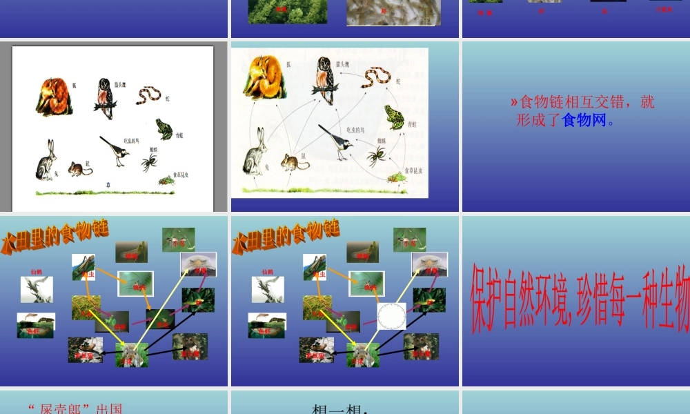 青岛小学科学四下《19 密切联系的生物界》PPT课件 (8).ppt