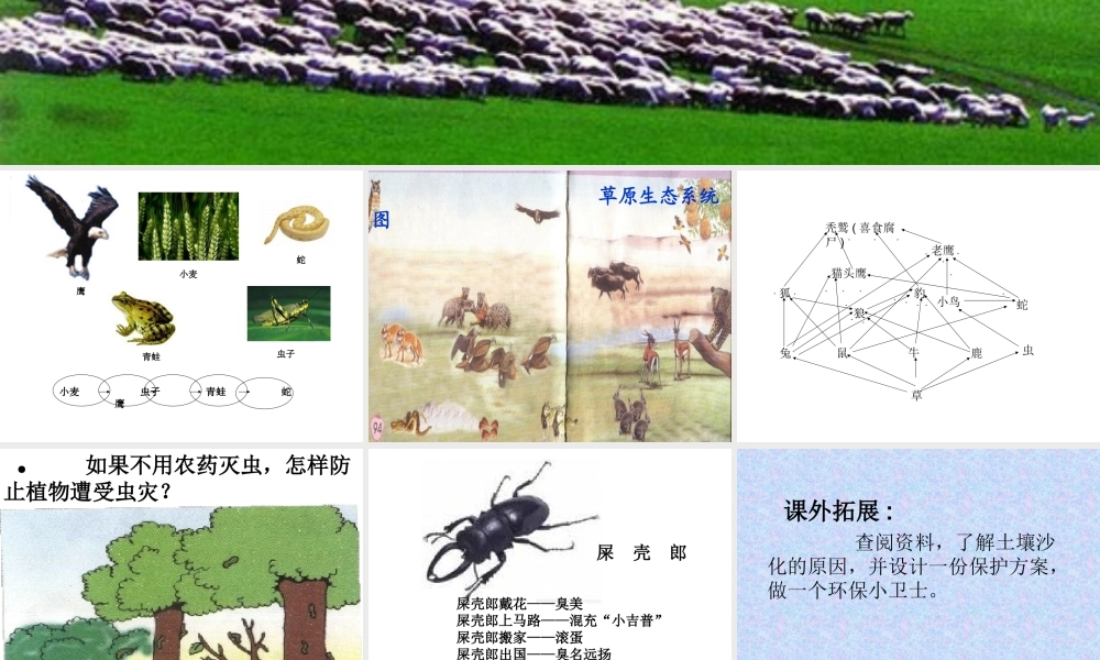 青岛小学科学四下《19 密切联系的生物界》PPT课件 (9).ppt