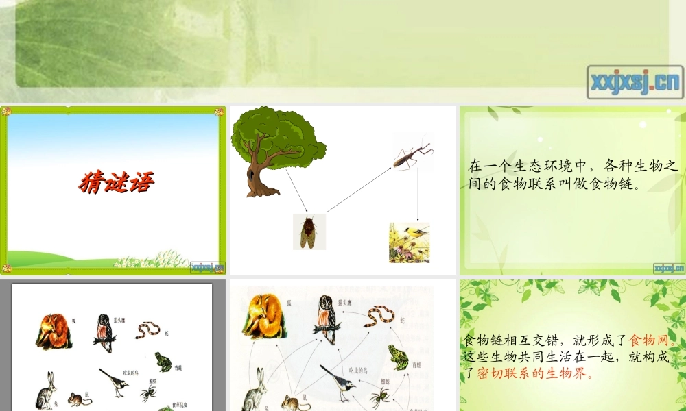 青岛小学科学四下《19 密切联系的生物界》PPT课件 (4).ppt