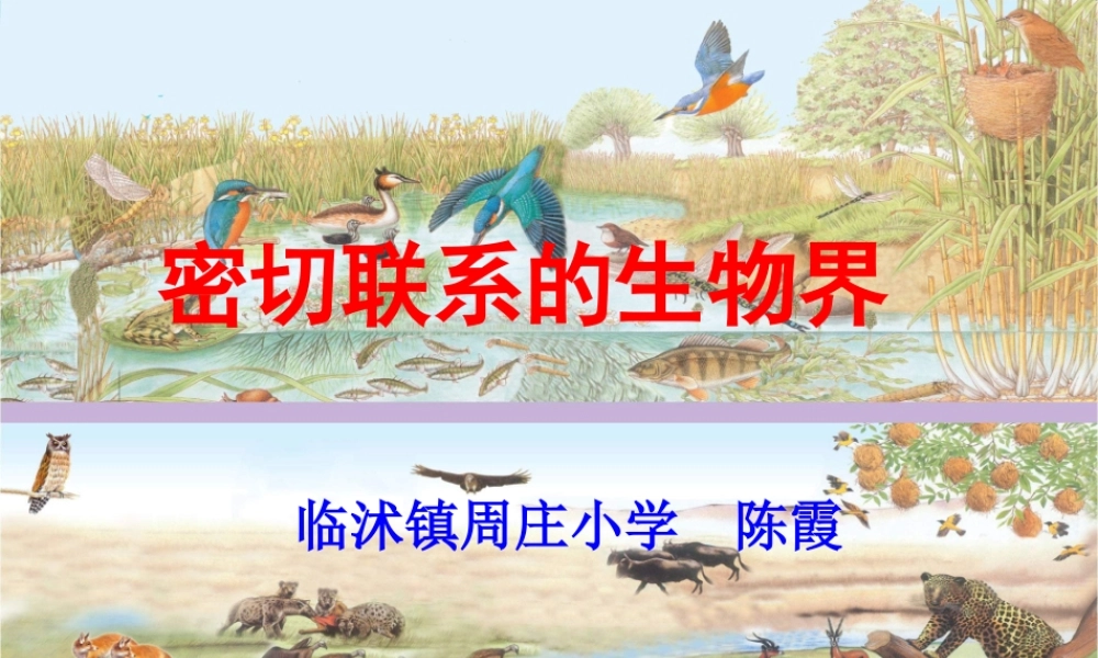 青岛小学科学四下《19 密切联系的生物界》PPT课件 (7).ppt