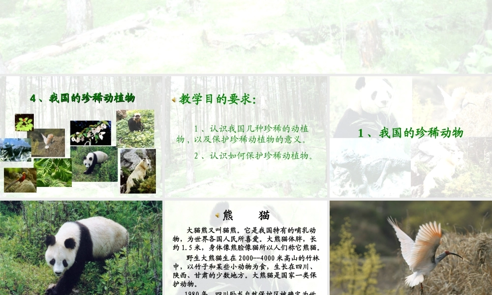 青岛小学科学四下《20 珍稀动植物》PPT课件 (1).ppt