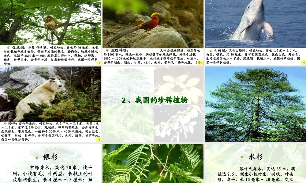 青岛小学科学四下《20 珍稀动植物》PPT课件 (1).ppt
