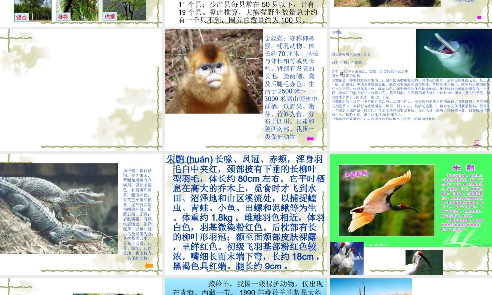 青岛小学科学四下《20 珍稀动植物》PPT课件 (5).ppt