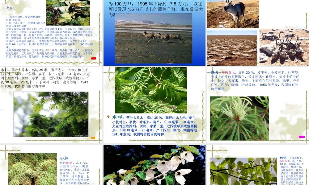 青岛小学科学四下《20 珍稀动植物》PPT课件 (5).ppt
