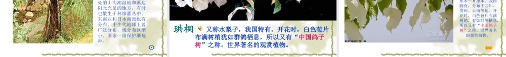 青岛小学科学四下《20 珍稀动植物》PPT课件 (5).ppt