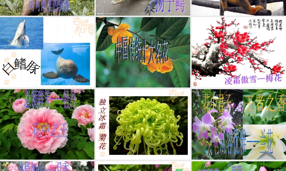 青岛小学科学四下《20 珍稀动植物》PPT课件 (6).ppt