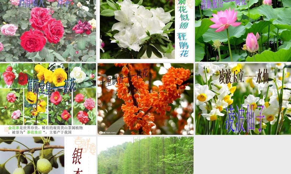 青岛小学科学四下《20 珍稀动植物》PPT课件 (6).ppt