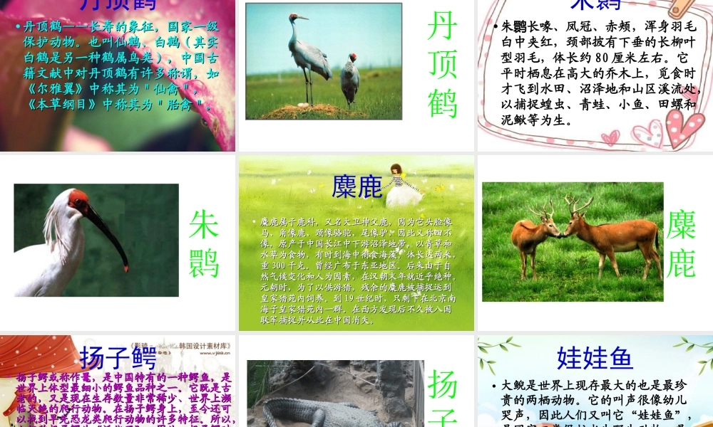 青岛小学科学四下《20 珍稀动植物》PPT课件 (4).ppt