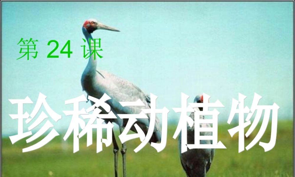 青岛小学科学四下《20 珍稀动植物》PPT课件 (3).ppt