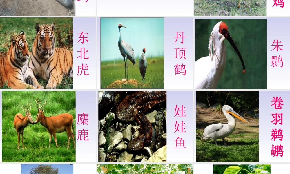 青岛小学科学四下《20 珍稀动植物》PPT课件 (2).ppt