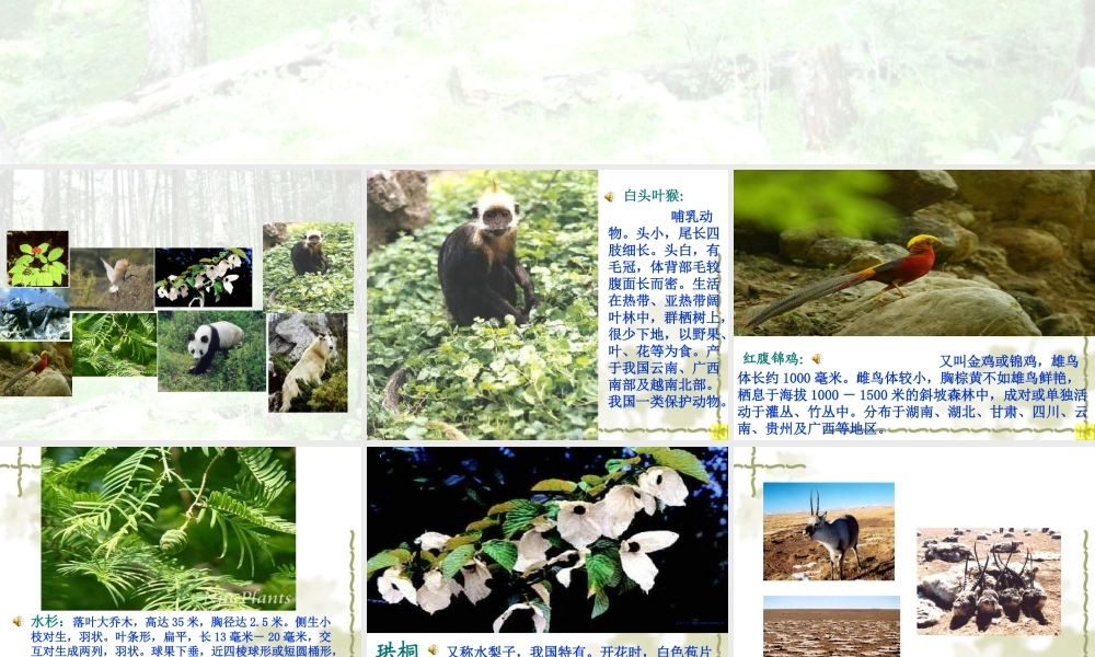 青岛小学科学四下《20 珍稀动植物》PPT课件 (10).ppt