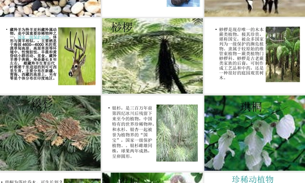 青岛小学科学四下《20 珍稀动植物》PPT课件 (9).ppt