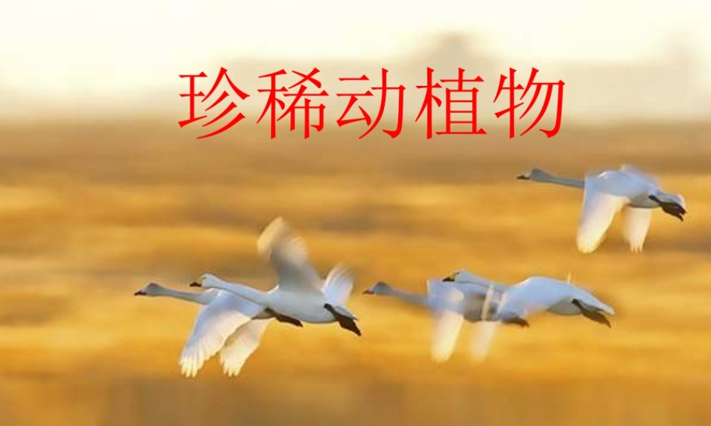 青岛小学科学四下《20 珍稀动植物》PPT课件 (8).ppt