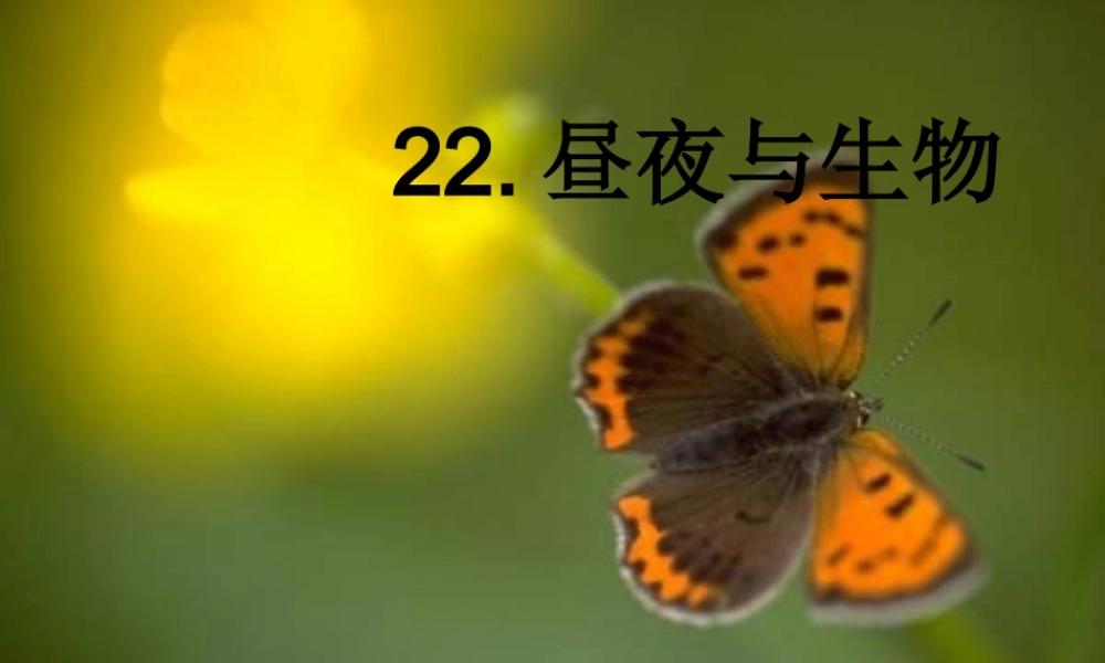 青岛小学科学四下《22 昼夜与生物》PPT课件 (1).ppt