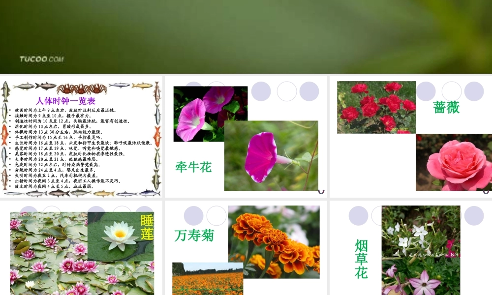 青岛小学科学四下《22 昼夜与生物》PPT课件 (1).ppt