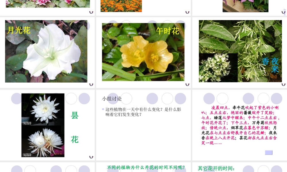 青岛小学科学四下《22 昼夜与生物》PPT课件 (1).ppt