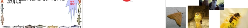 青岛小学科学四下《22 昼夜与生物》PPT课件 (1).ppt