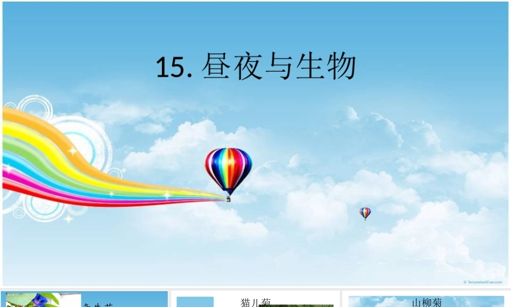 青岛小学科学四下《22 昼夜与生物》PPT课件 (5).ppt