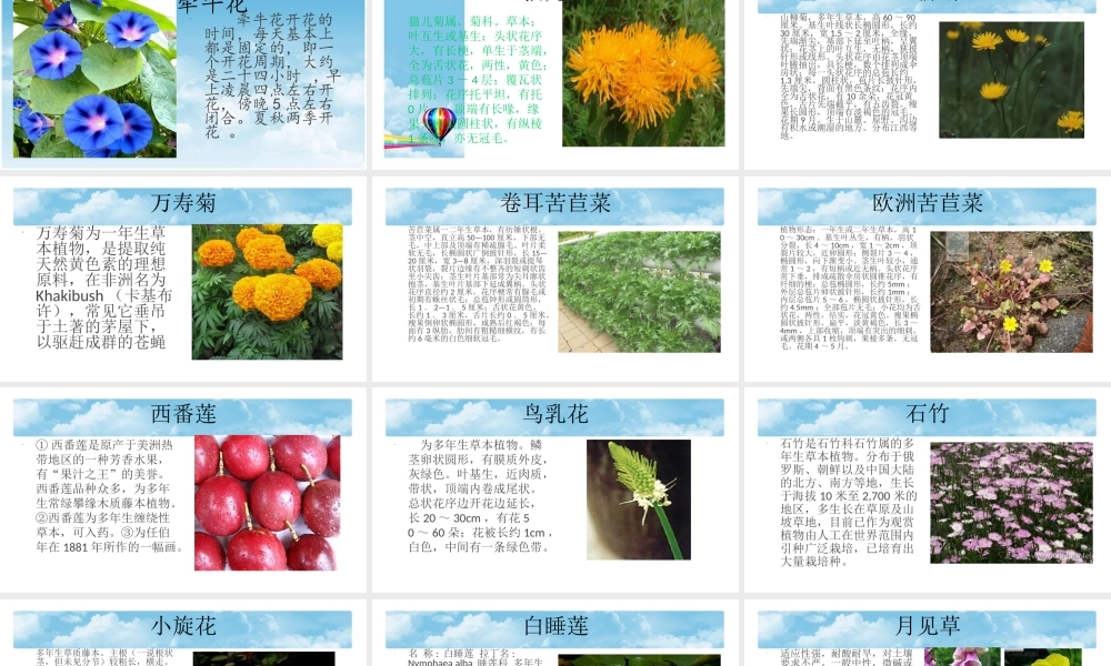 青岛小学科学四下《22 昼夜与生物》PPT课件 (5).ppt