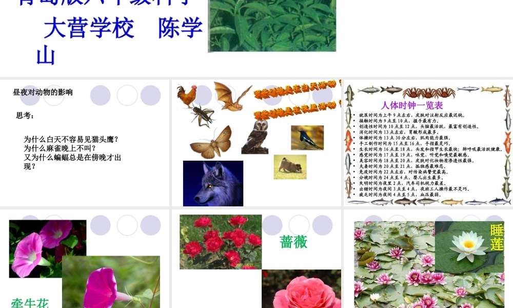 青岛小学科学四下《22 昼夜与生物》PPT课件 (6).ppt