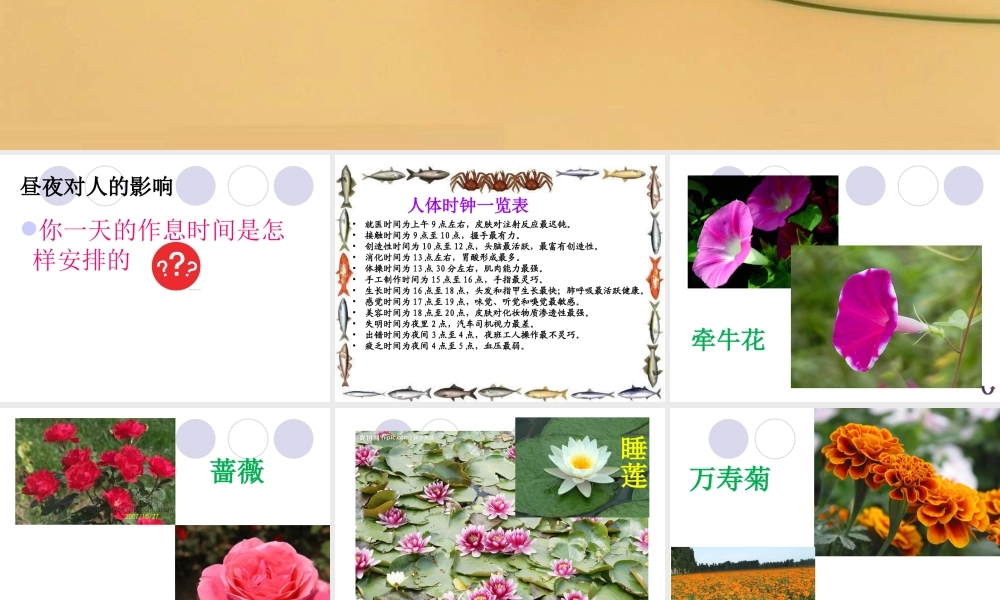 青岛小学科学四下《22 昼夜与生物》PPT课件 (3).ppt