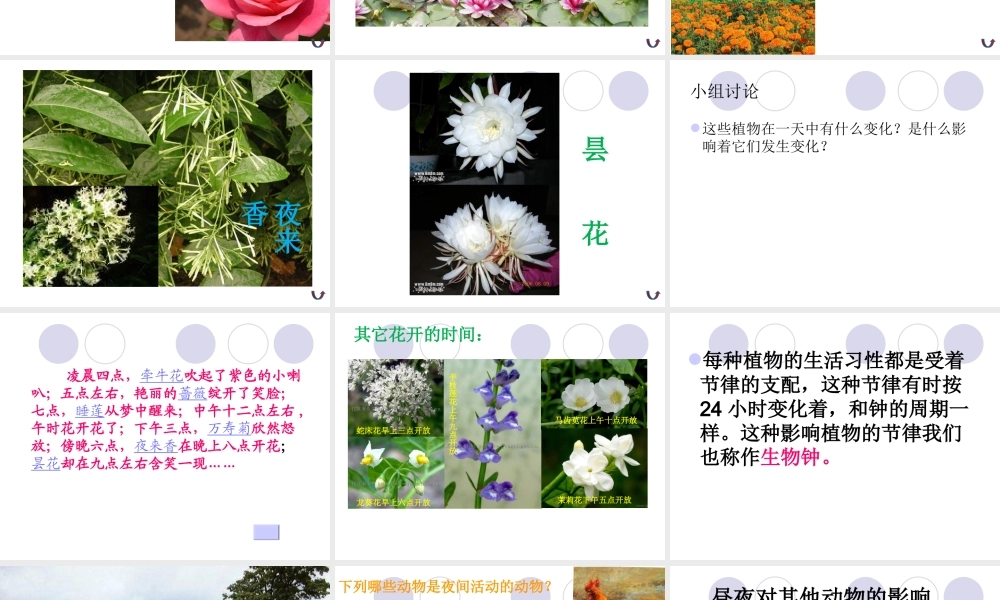 青岛小学科学四下《22 昼夜与生物》PPT课件 (3).ppt