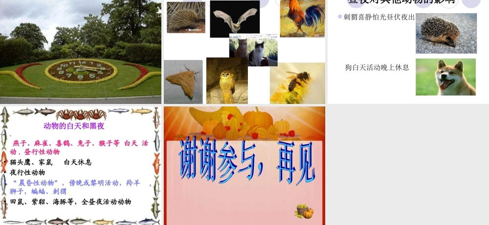 青岛小学科学四下《22 昼夜与生物》PPT课件 (3).ppt