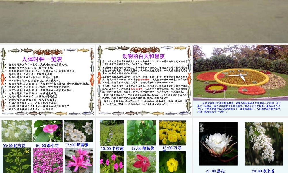 青岛小学科学四下《22 昼夜与生物》PPT课件 (2).ppt