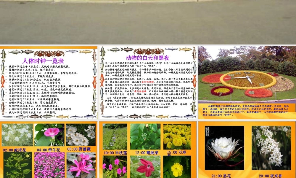青岛小学科学四下《22 昼夜与生物》PPT课件 (7).ppt