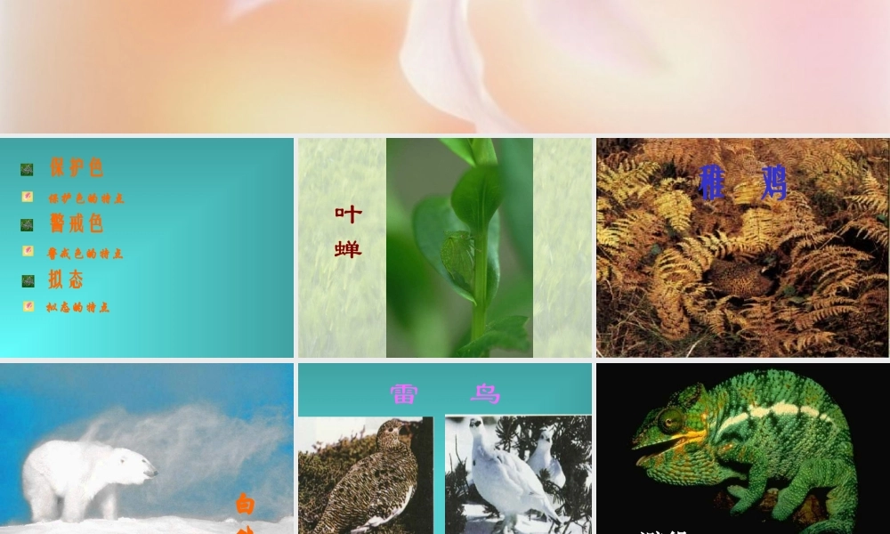 首师大小学科学三下《10.动物怎样保护自己》PPT课件(1) .ppt