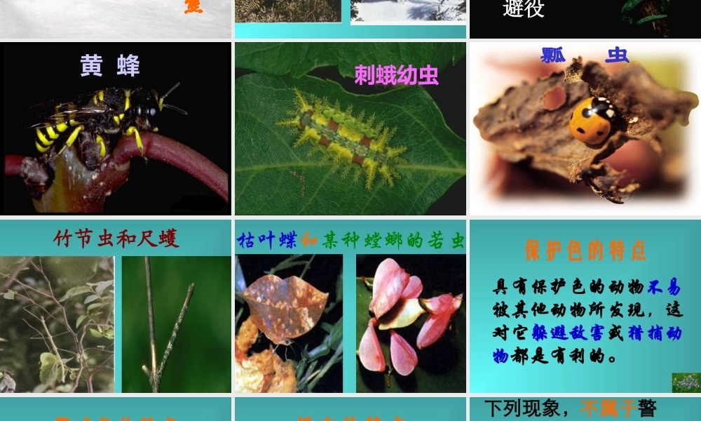 首师大小学科学三下《10.动物怎样保护自己》PPT课件(1) .ppt